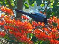Bushy-crested Jay